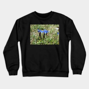 Spring Gentian in the Burren, Co. Clare, Ireland Crewneck Sweatshirt